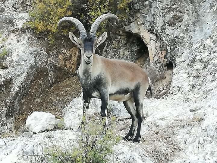 Alojamiento Alarcon أرويو فريو المظهر الخارجي الصورة